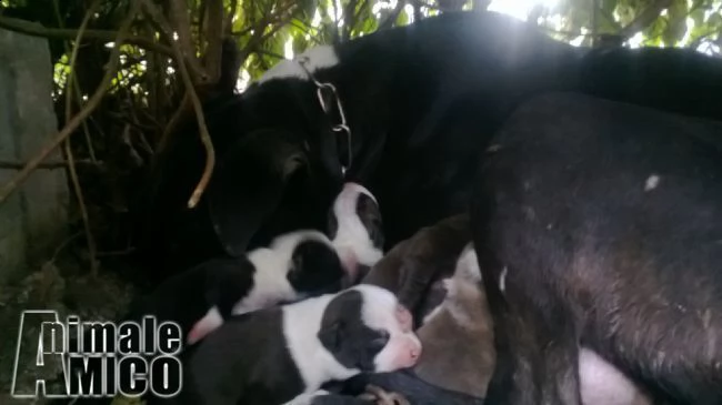 cuccioli di amstaff american staffordshire terrier a bari e in puglia | Foto 3