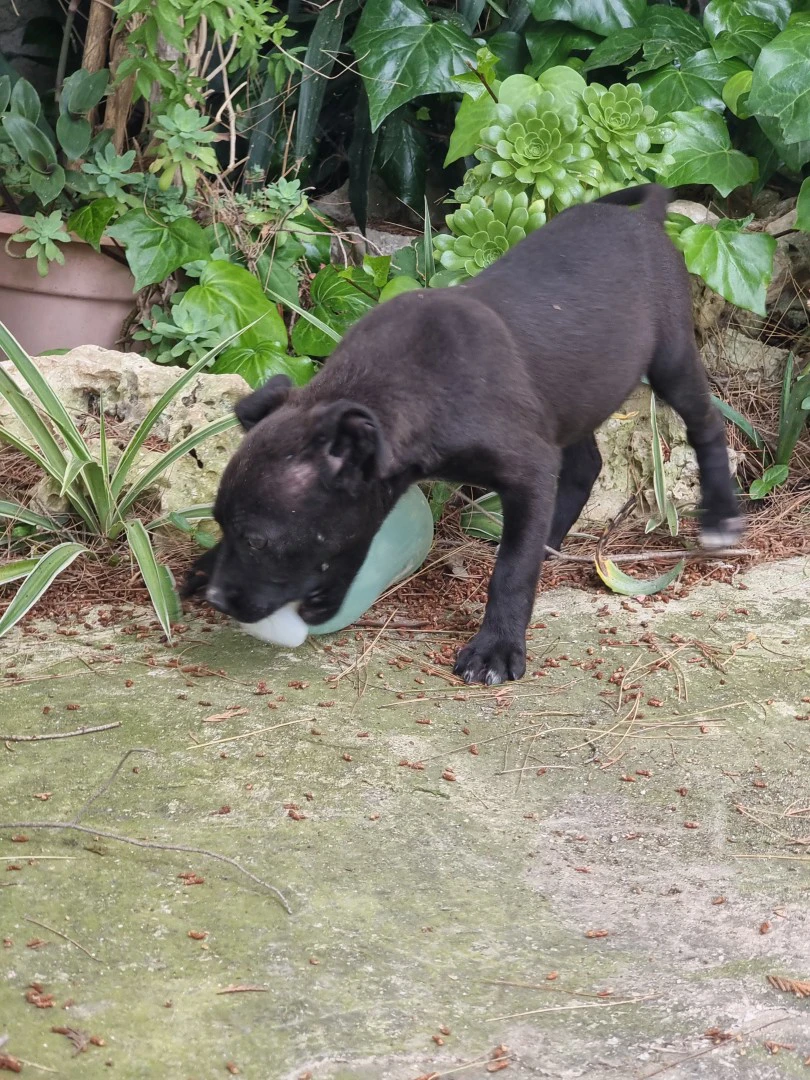 Cuccioli Amstaff Nero con pedigreea Bari in Puglia | Foto 2