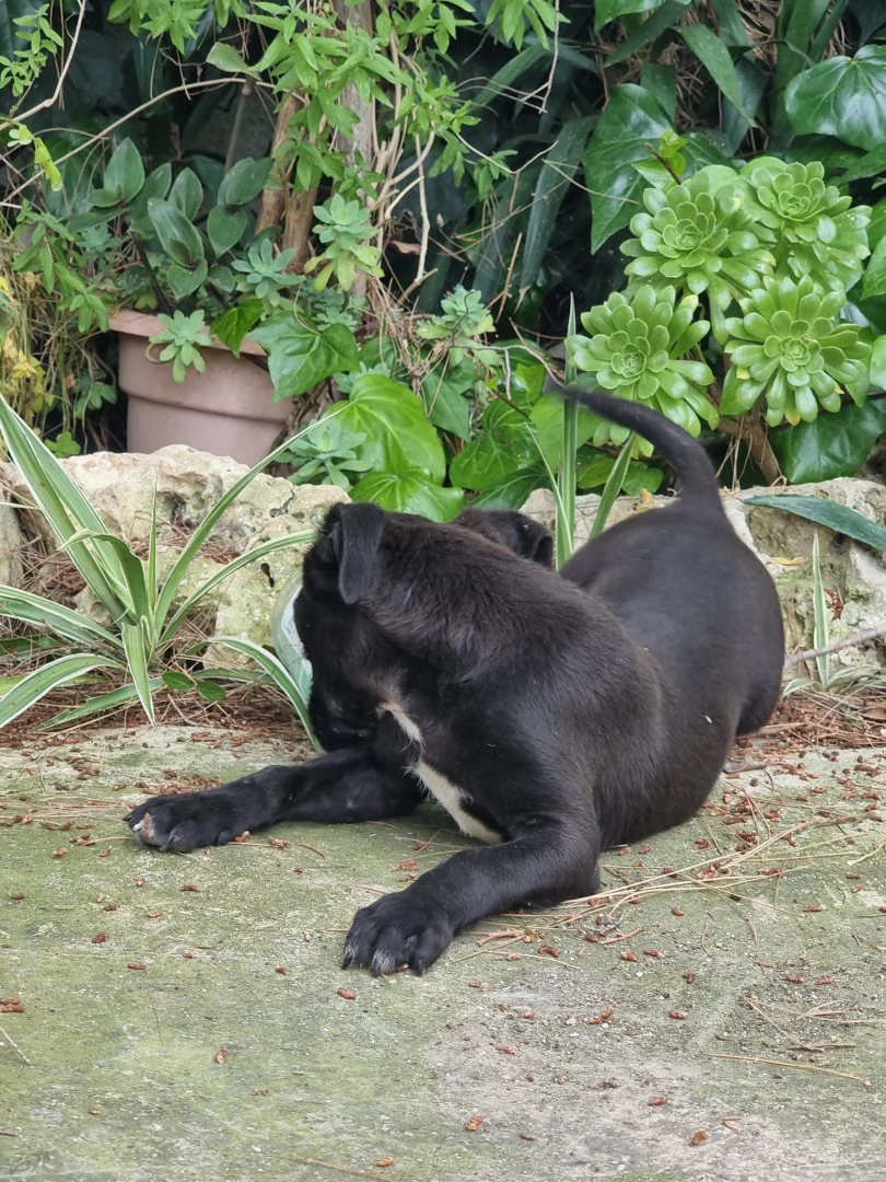 Cuccioli Amstaff Nero con pedigreea Bari in Puglia | Foto 3