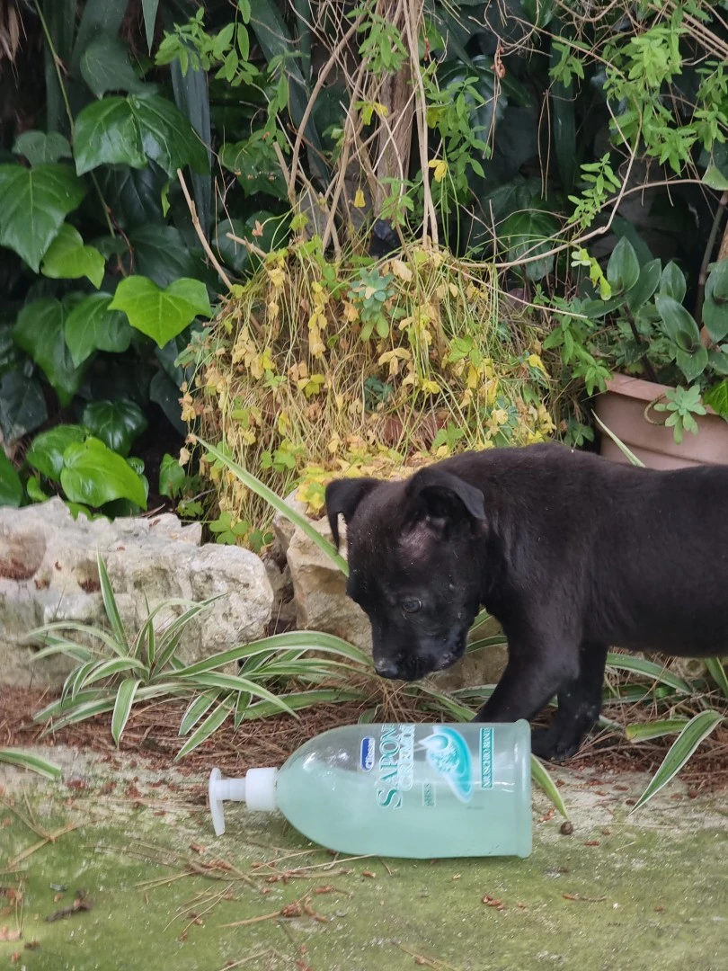 Cuccioli Amstaff Nero con pedigreea Bari in Puglia | Foto 1