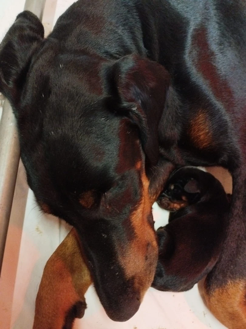 Cuccioli di Dobermann in Toscana  | Foto 4