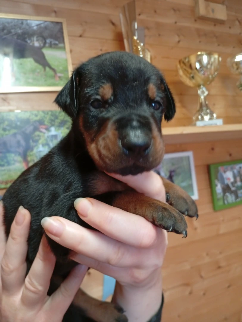 Cuccioli di Dobermann in Toscana  | Foto 4