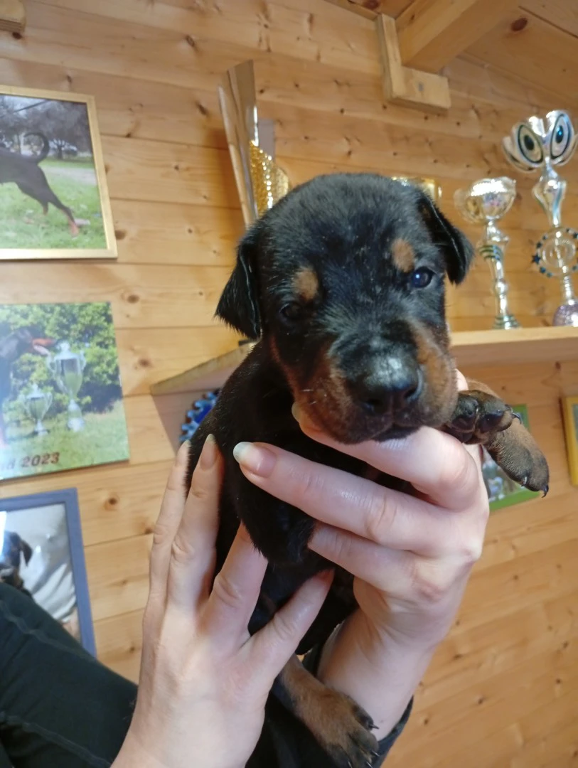 Cuccioli di Dobermann in Toscana  | Foto 3