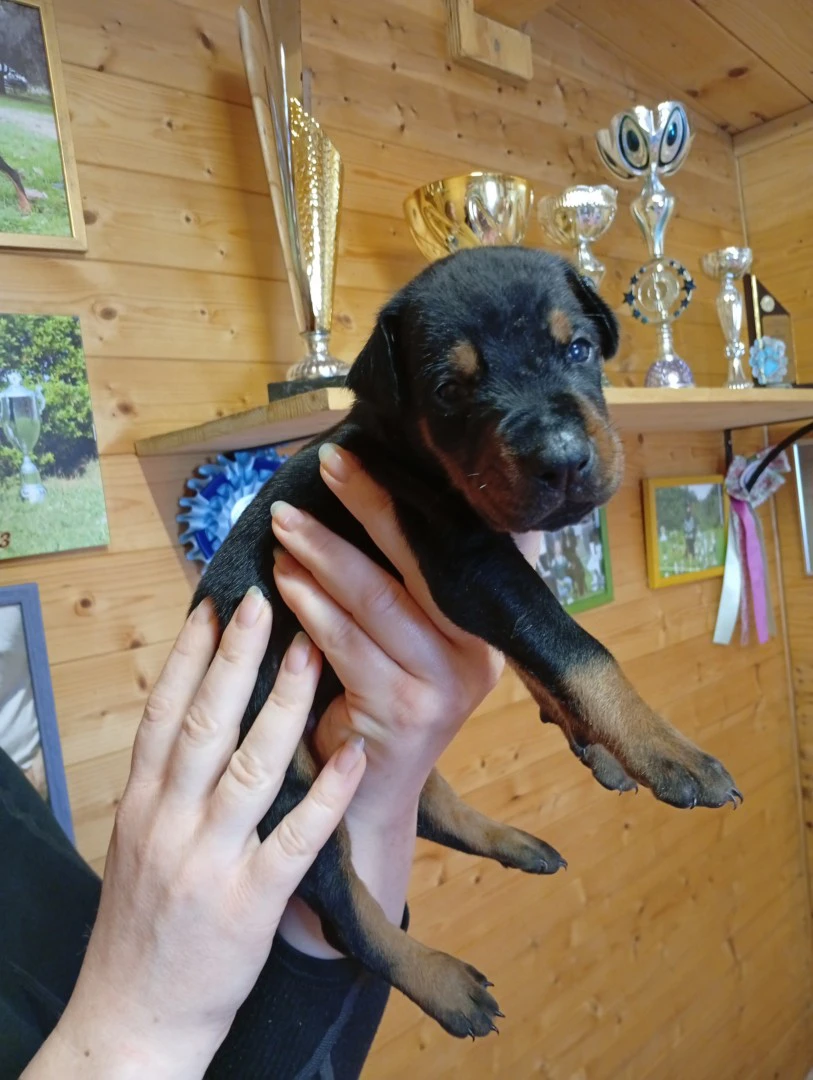 Cuccioli di Dobermann in Toscana  | Foto 1