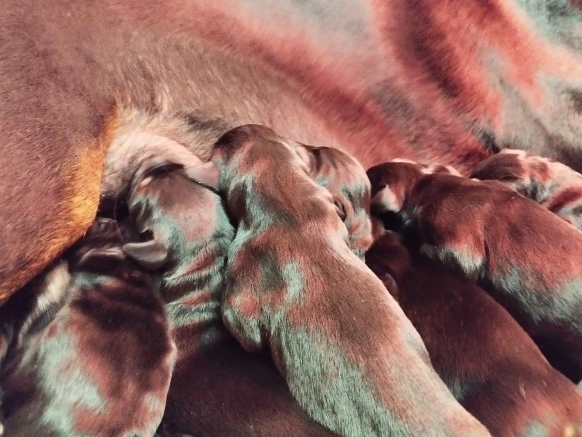 Cuccioli di Dobermann in Toscana  | Foto 2