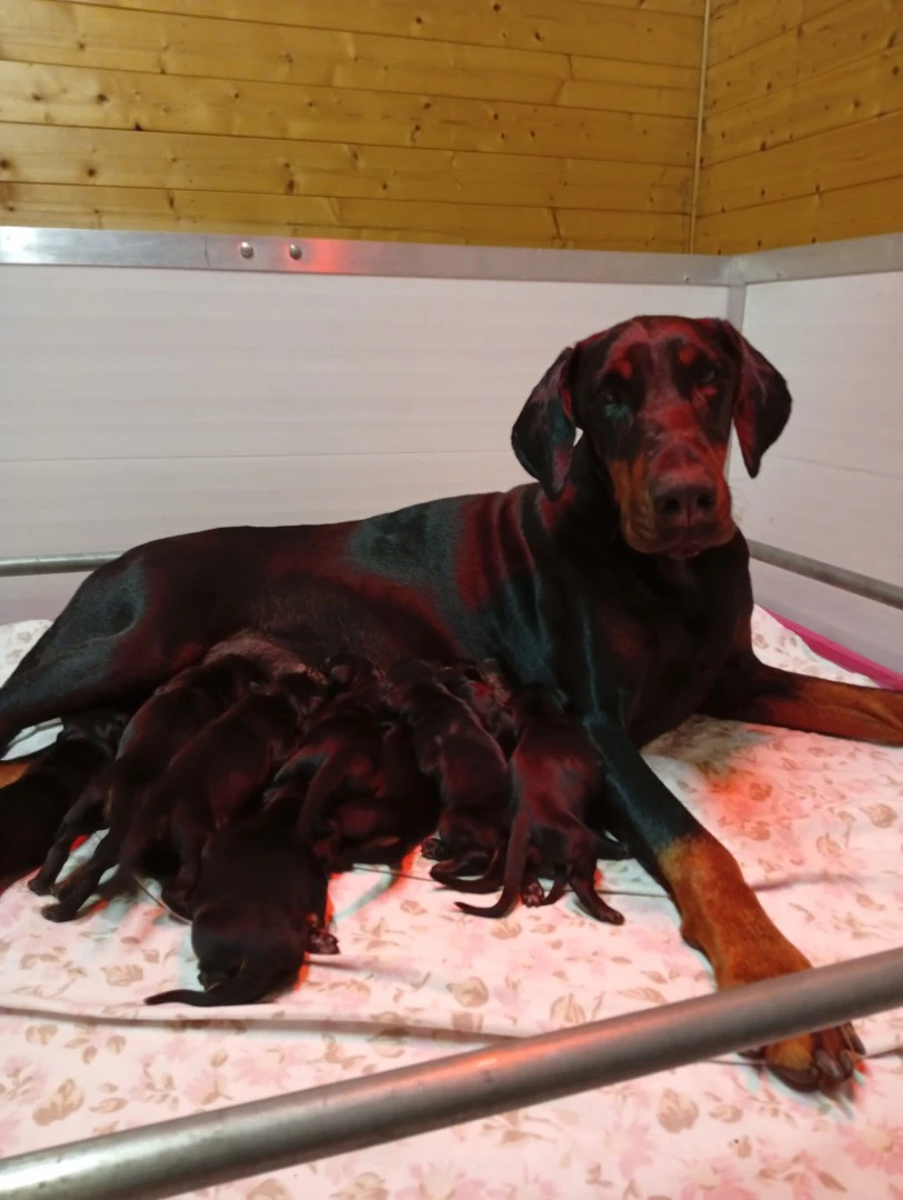 Cuccioli di Dobermann in Toscana  | Foto 1