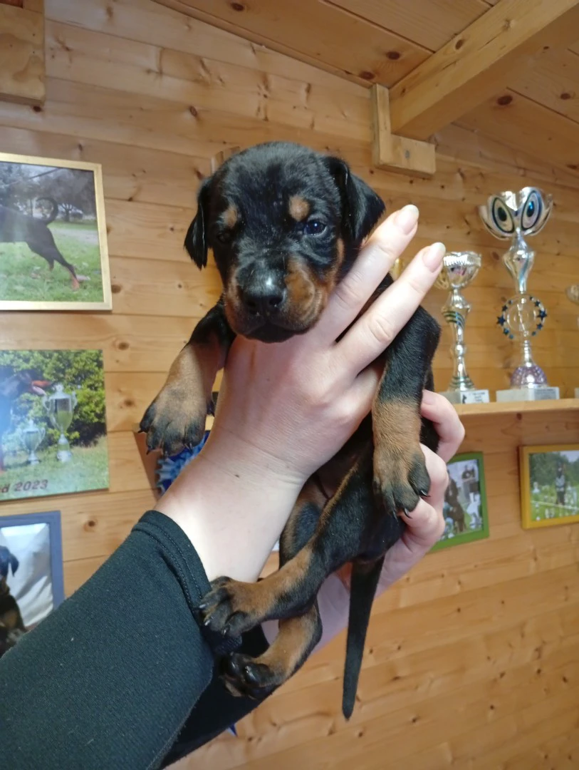 Cuccioli di Dobermann in Toscana  | Foto 2