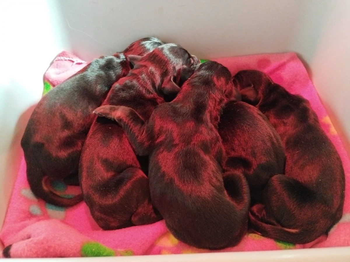 Cuccioli di Dobermann in Toscana  | Foto 3