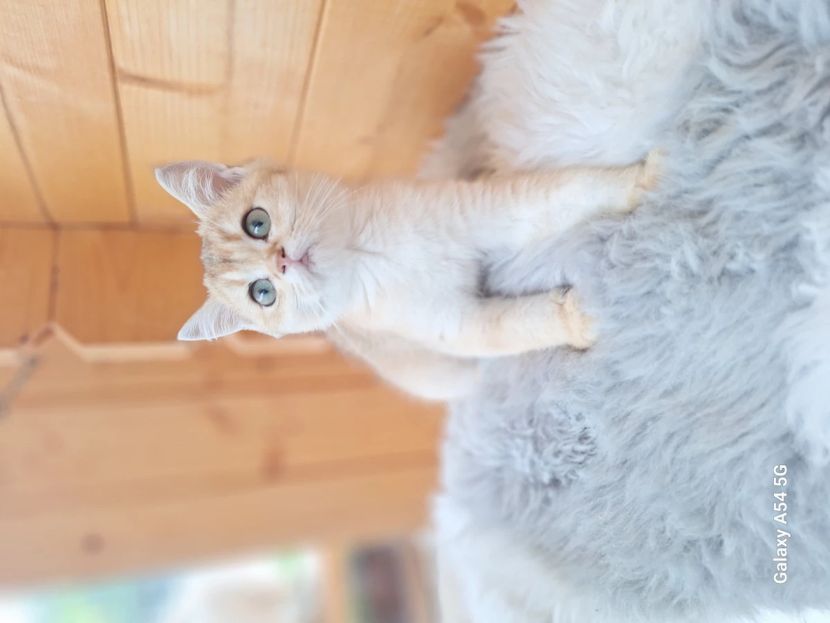 Cucciole scottish straight | Foto 4