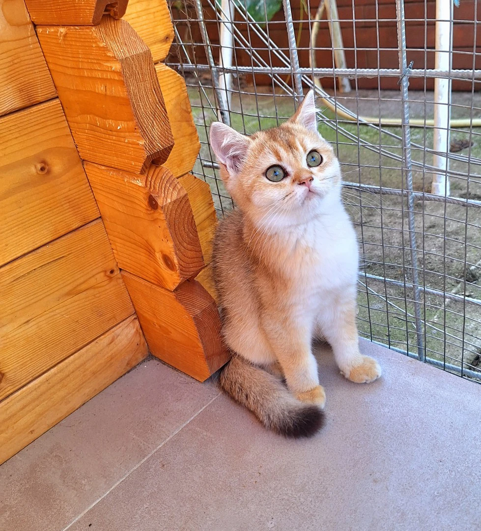 Cucciole scottish straight | Foto 4