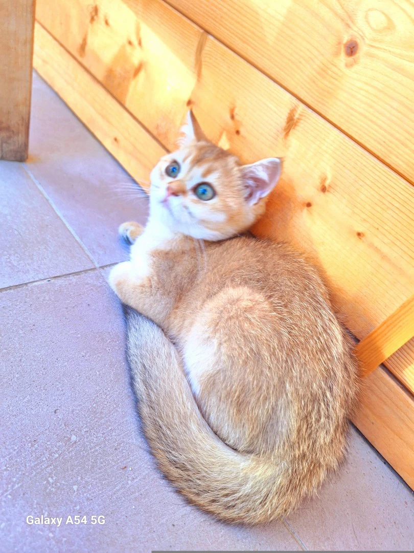 Cucciole scottish straight | Foto 3