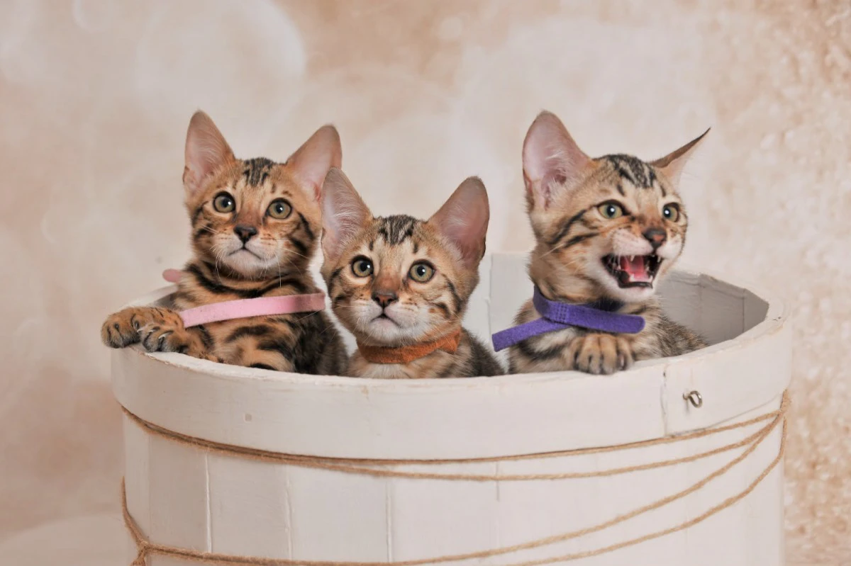 Jangalee Cats Bengala  | Foto 1