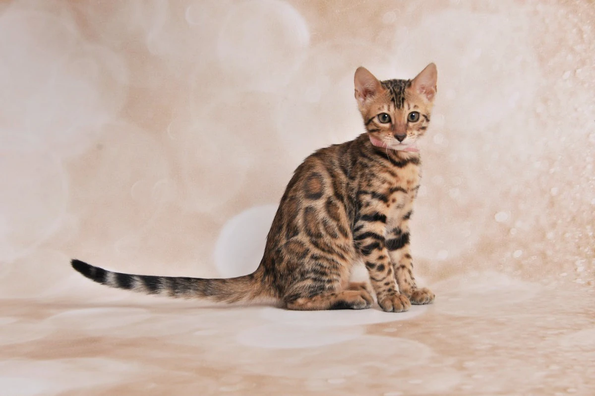 Jangalee Cats Bengala  | Foto 4