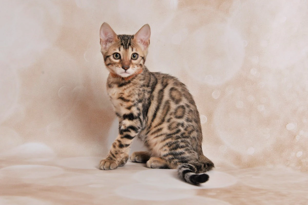  Jangalee Cats Bengala  | Foto 5
