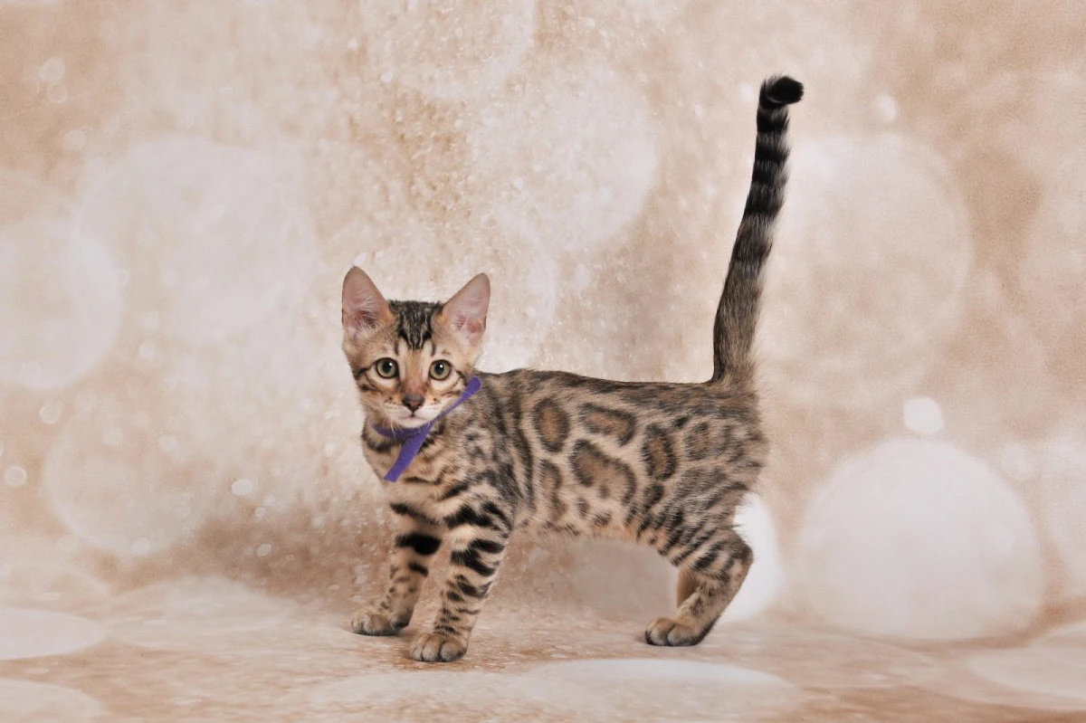  Jangalee Cats Bengala  | Foto 4