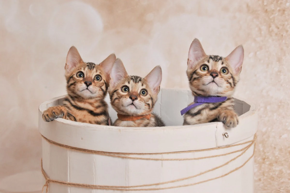  Jangalee Cats Bengala  | Foto 6