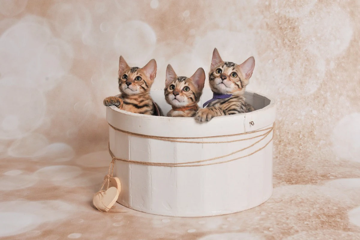 Jangalee Cats Bengala  | Foto 1