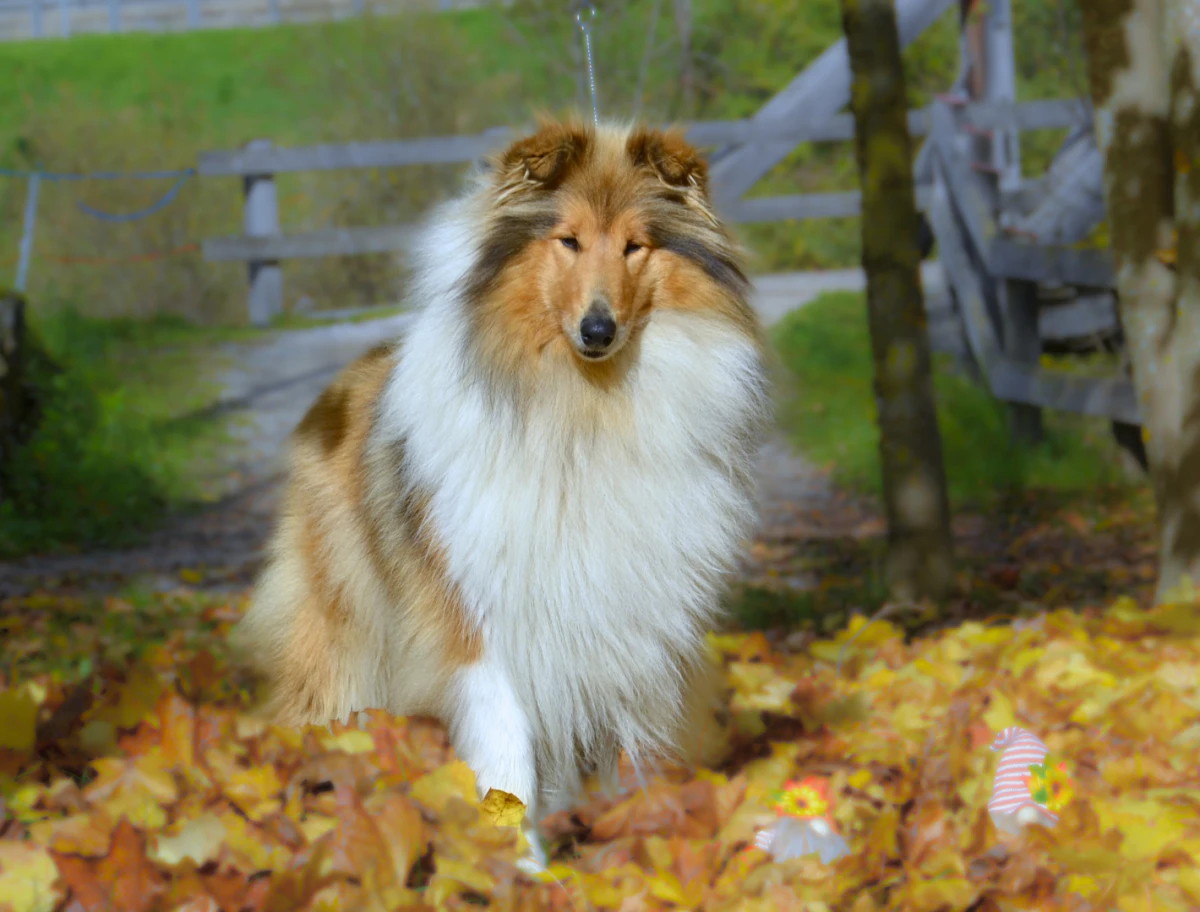 Simpatici cuccioli pastore scozzese - rough collie | Foto 4