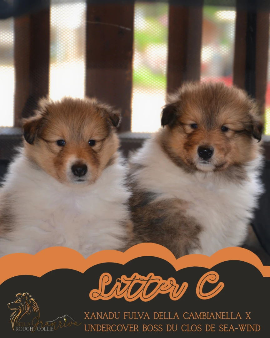 Simpatici cuccioli pastore scozzese - rough collie | Foto 5