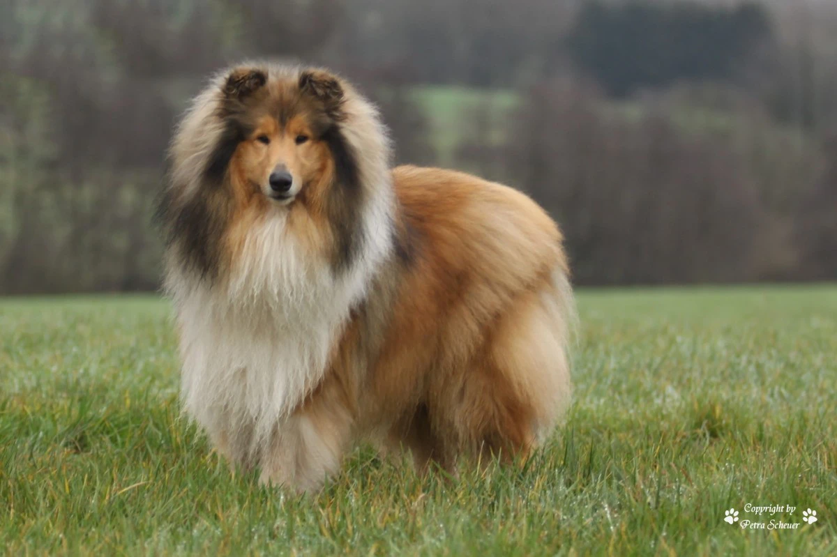 Simpatici cuccioli pastore scozzese - rough collie | Foto 3