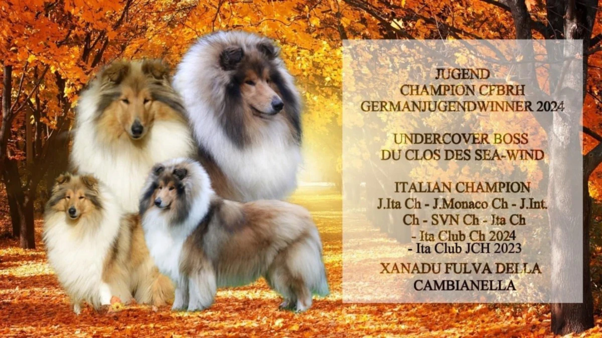 Simpatici cuccioli pastore scozzese - rough collie | Foto 2