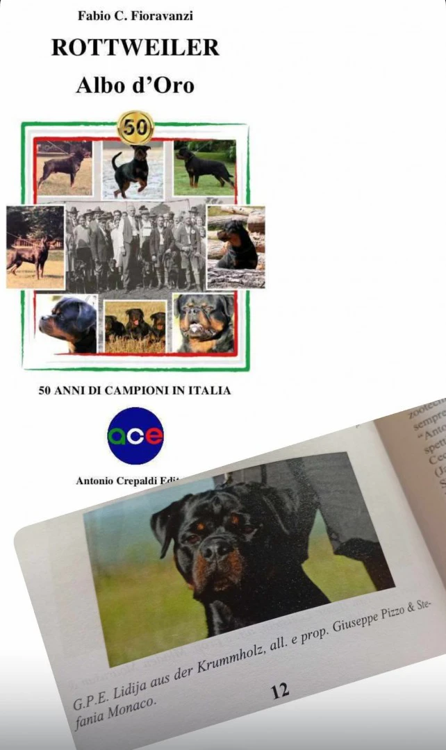 Cuccioli maschi rottweiler  | Foto 5