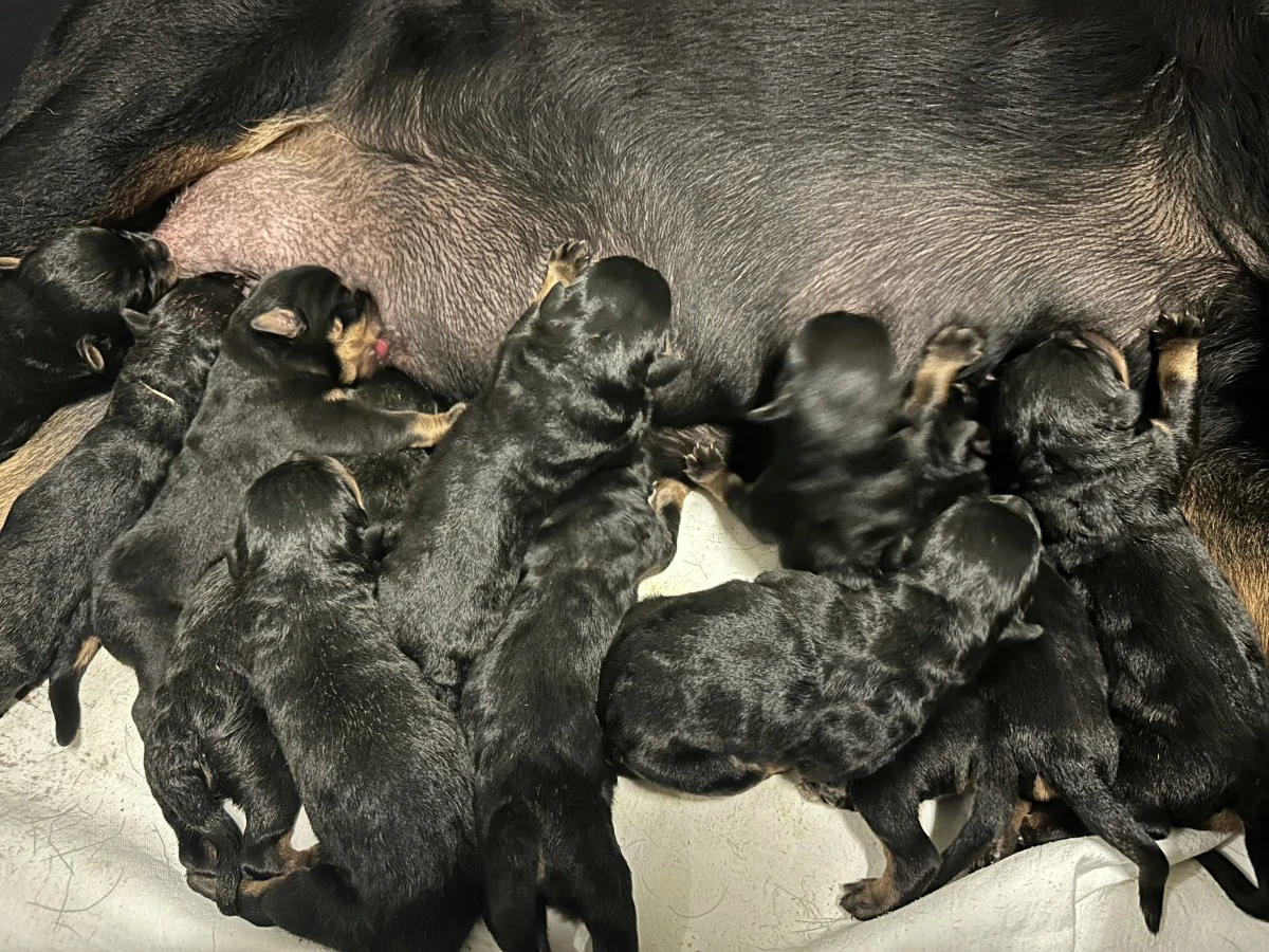Cuccioli maschi rottweiler  | Foto 7