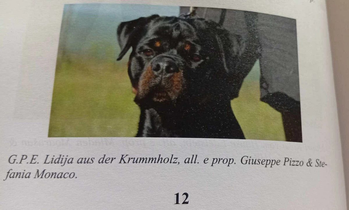 Cuccioli maschi rottweiler  | Foto 6