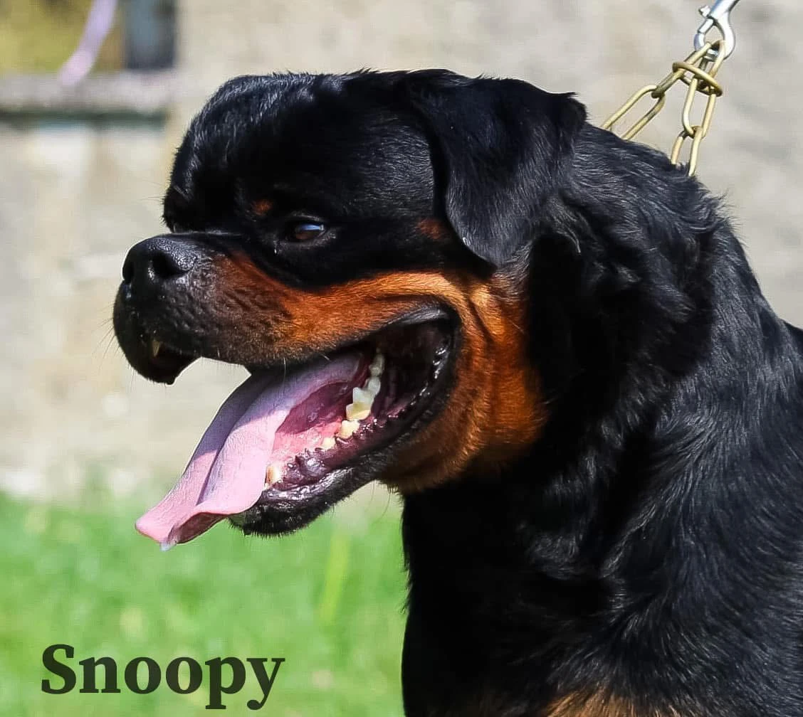 Cuccioli maschi rottweiler  | Foto 3