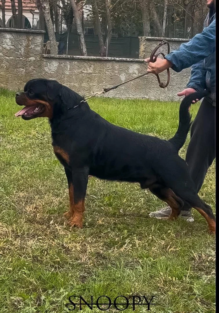 Cuccioli maschi rottweiler  | Foto 2