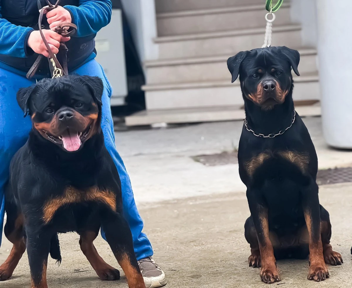 Cuccioli maschi rottweiler  | Foto 4