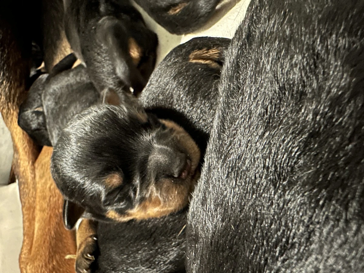 Cuccioli maschi rottweiler  | Foto 8