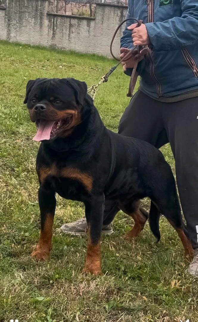 Cuccioli maschi rottweiler  | Foto 1