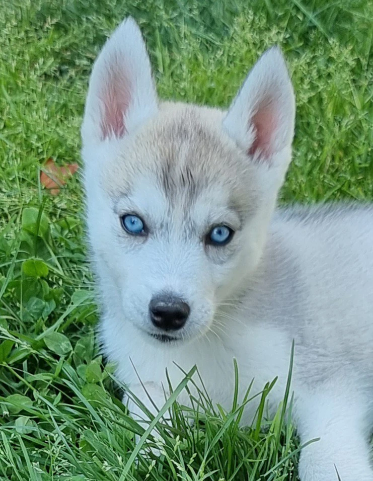 Siberian husky  | Foto 1