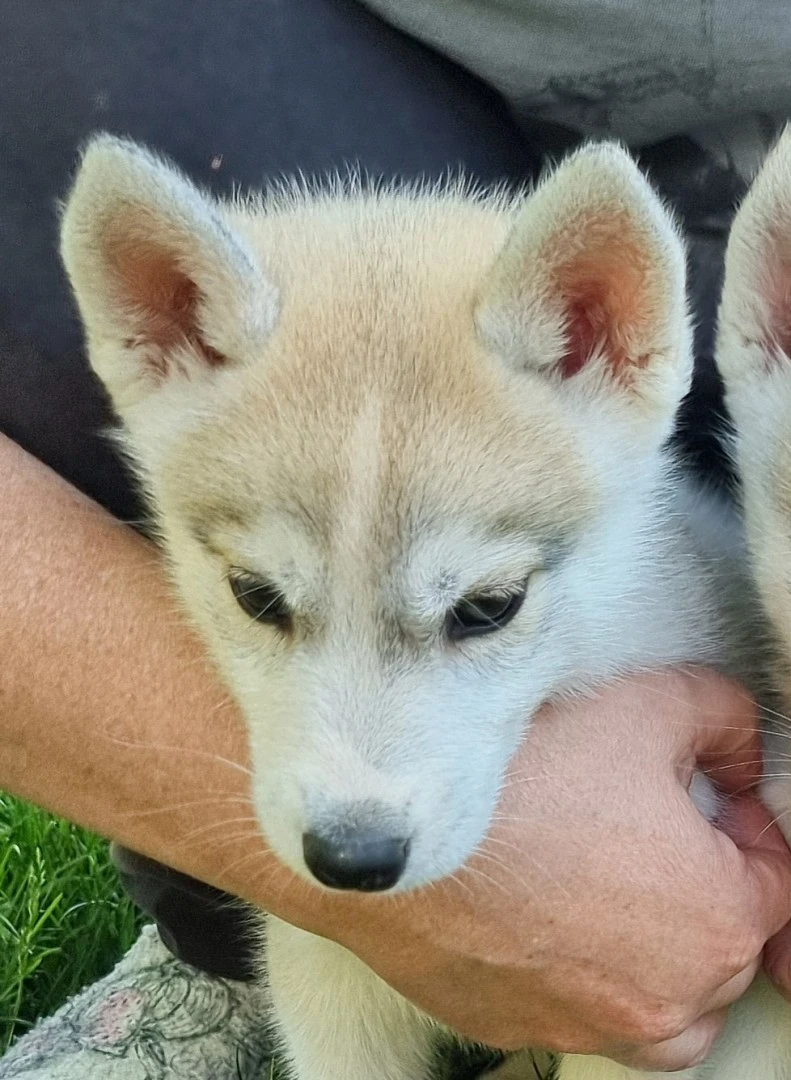 Siberian husky  | Foto 3