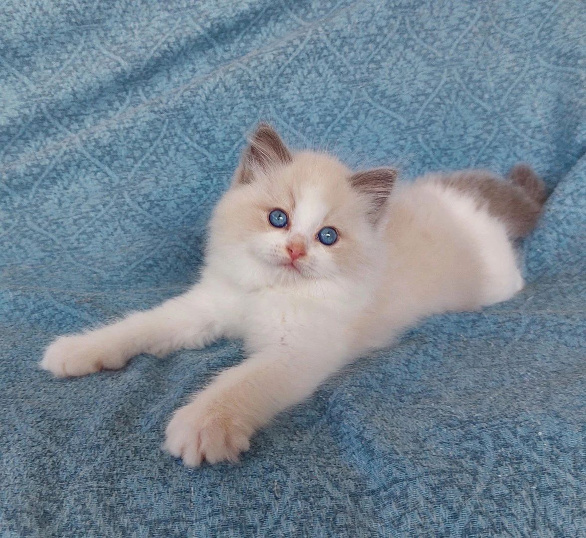 Gattini Ragdoll con pedigree | Foto 3