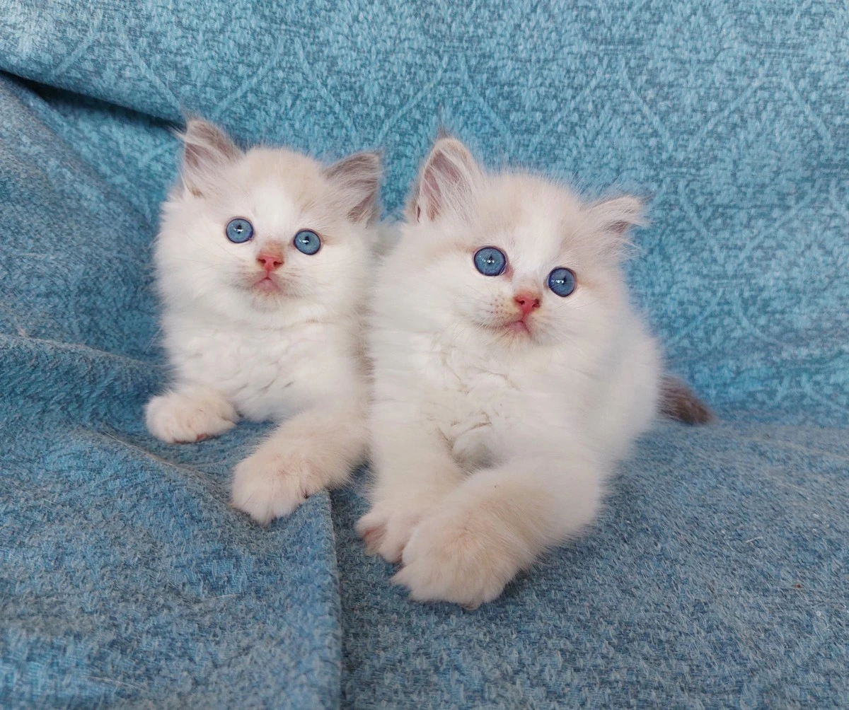 Gattini Ragdoll con pedigree | Foto 2