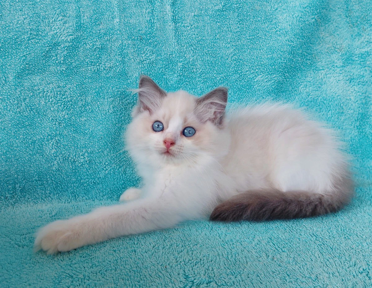 Gattino razza RAGDOLL | Foto 2