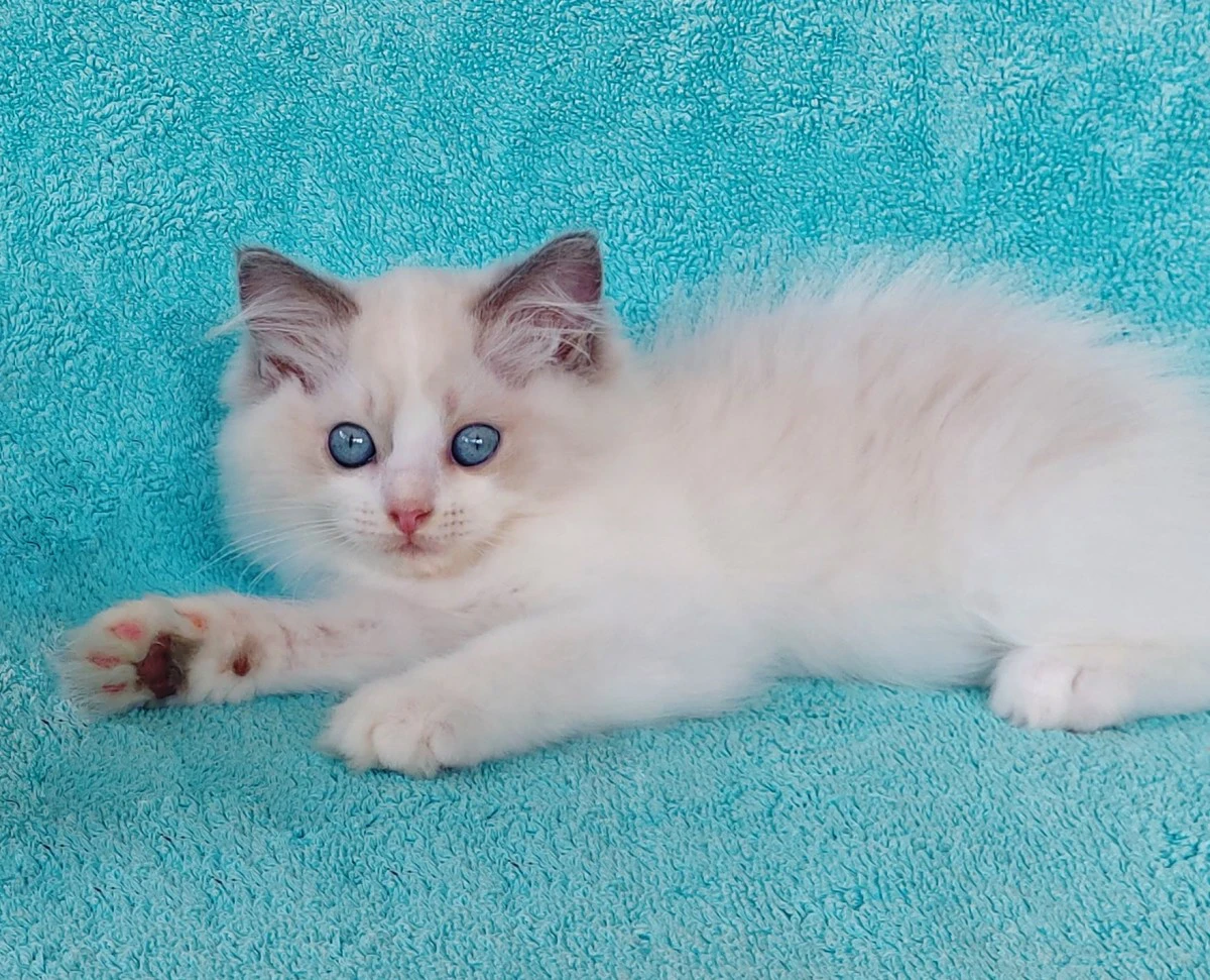 Gattino razza RAGDOLL | Foto 3