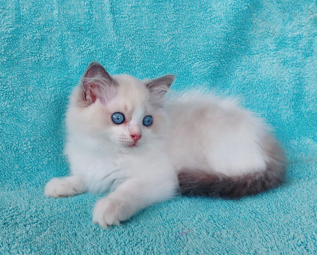 Gattino razza RAGDOLL | Foto 1