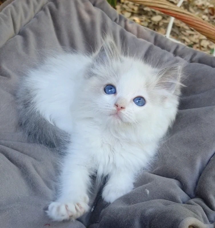 Gattini RAGDOLL con pedigree | Foto 2