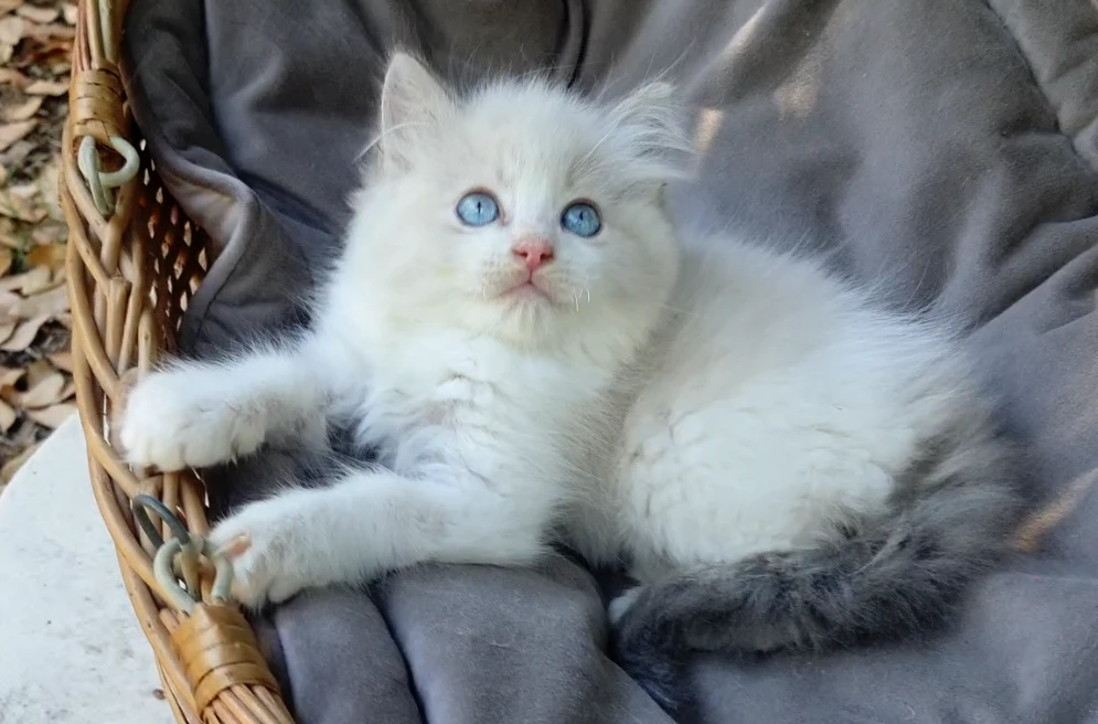 Gattini RAGDOLL con pedigree | Foto 1