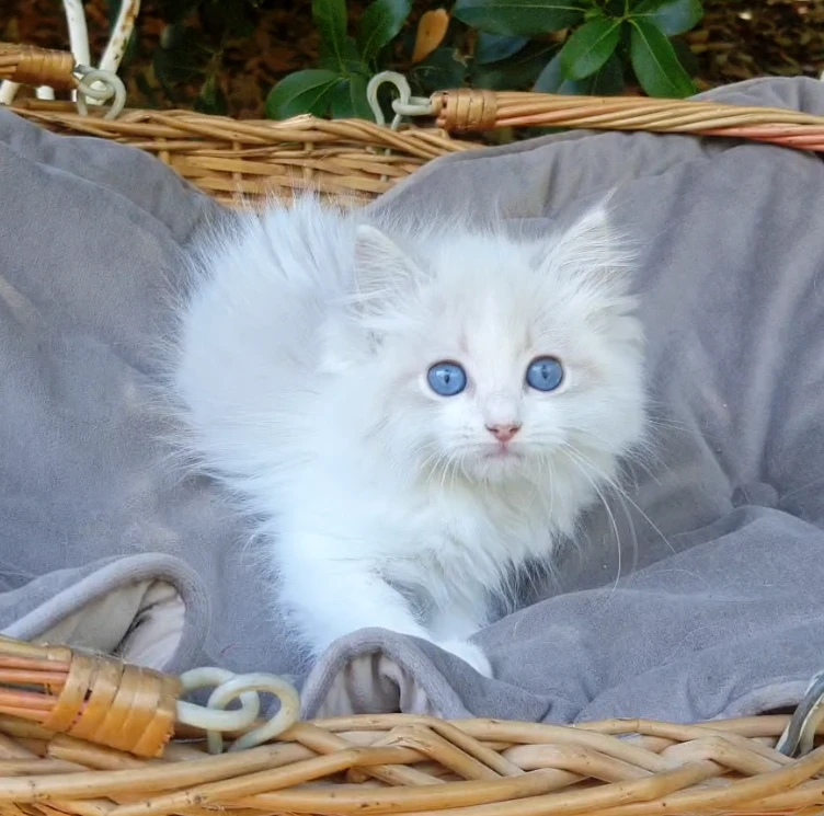 Gattini RAGDOLL con pedigree | Foto 4