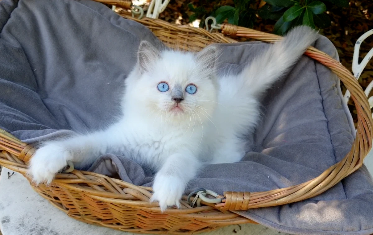 Gattini RAGDOLL con pedigree | Foto 3