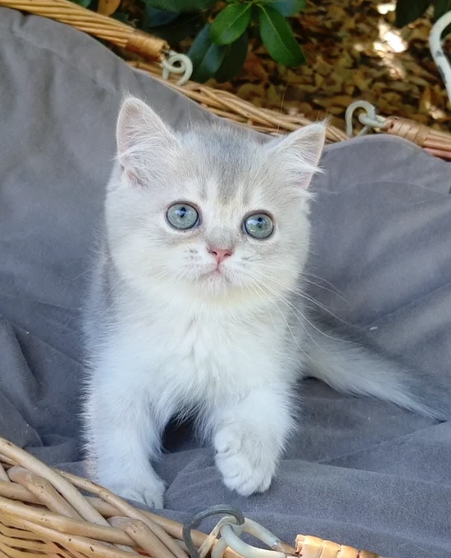 Gattini SCOTTISH con pedigree | Foto 3