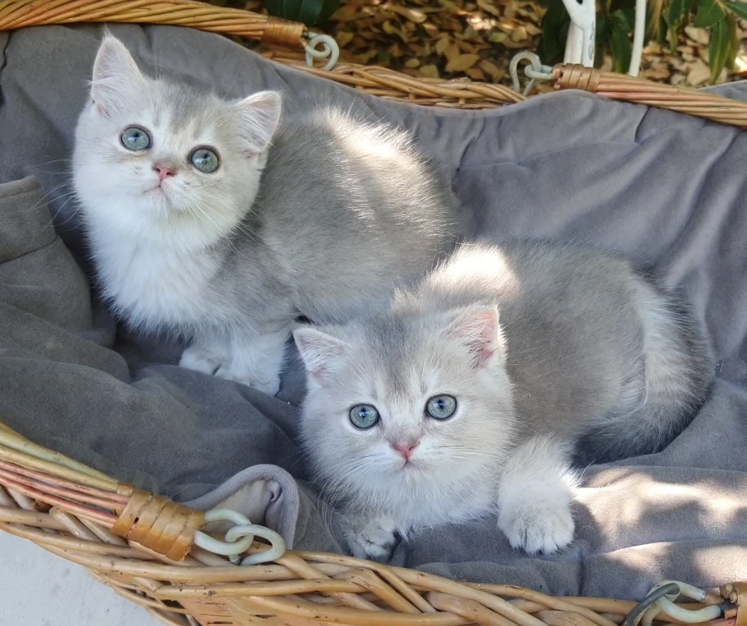 Gattini SCOTTISH con pedigree | Foto 2