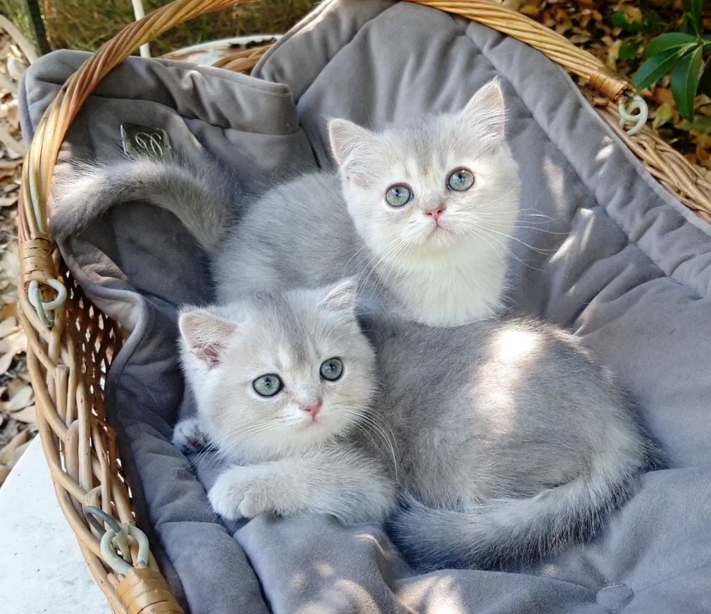 Gattini SCOTTISH con pedigree | Foto 1