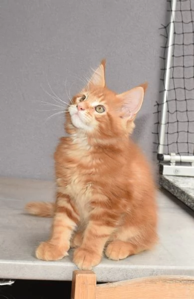 Cuccioli di Maine Coon  | Foto 7