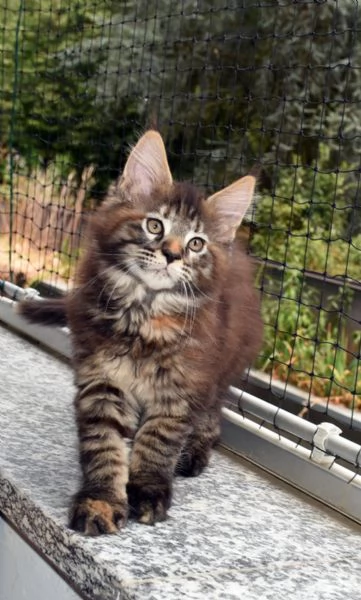 Cuccioli di Maine Coon  | Foto 6
