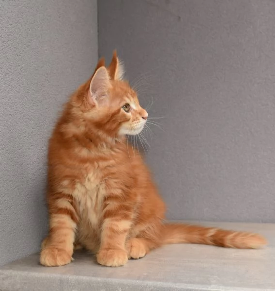 Cuccioli di Maine Coon  | Foto 5